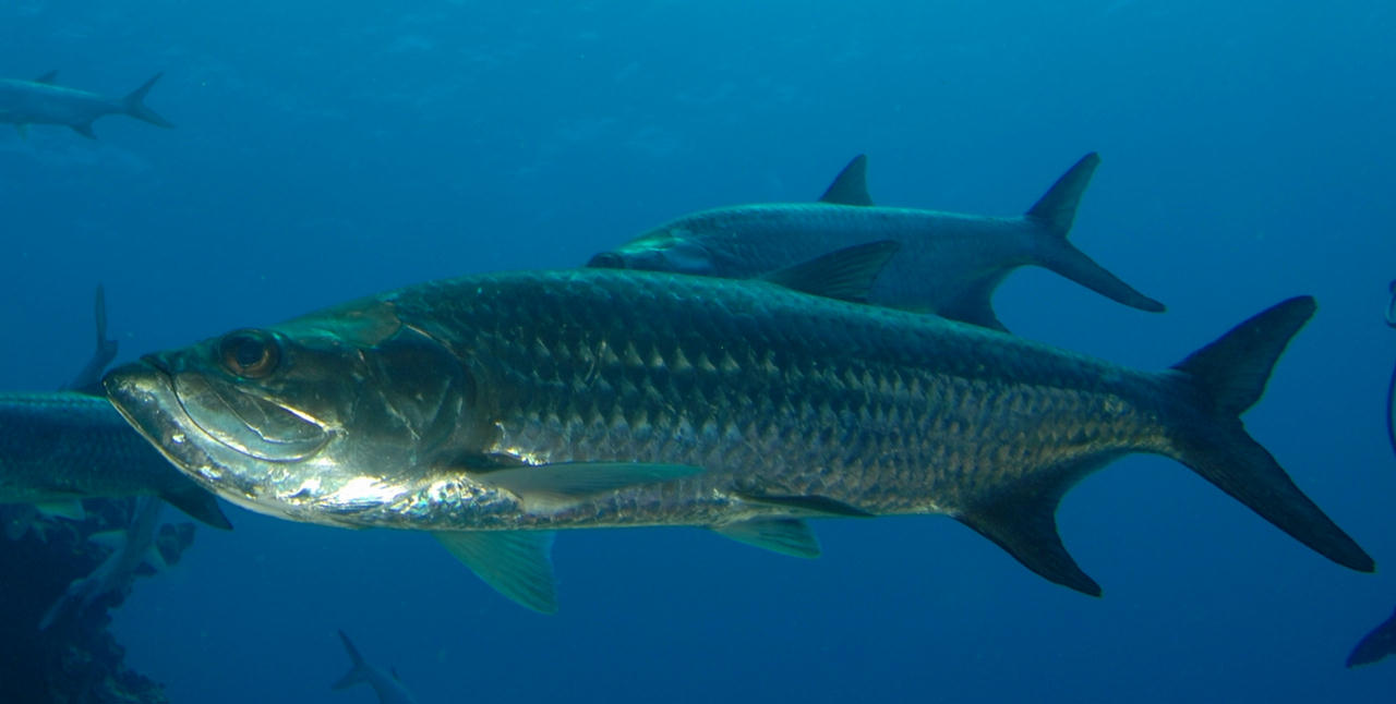 Megalops atlanticus (Tarpone)